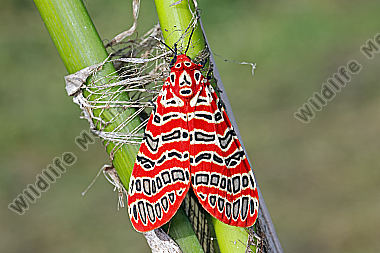 Bärenspinner Tatargina picta Männchen