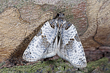 Wickler Pseudeulia asinana