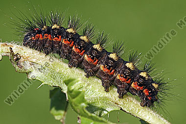 Wolfsmilch-Rindeneule Raupe