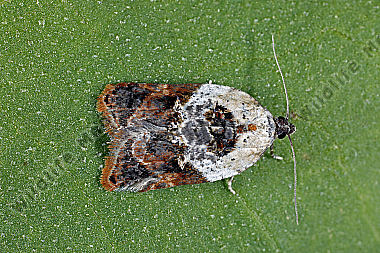 Wickler Acleris variegana
