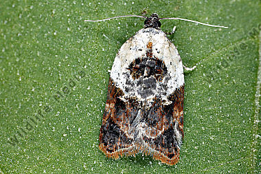 Wickler Acleris variegana