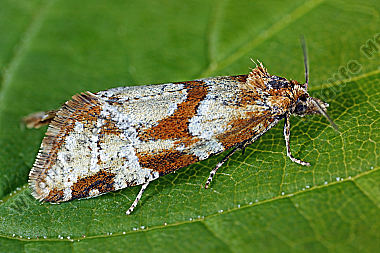 Wickler Aethes hartmanniana