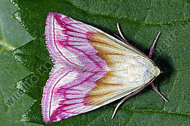 Purpur-Zwergeulchen