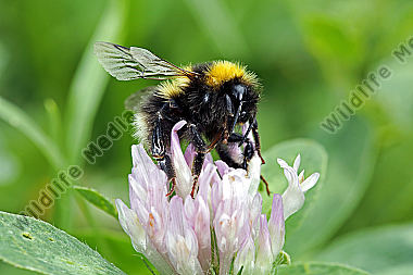 Gartenhummel