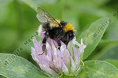Gartenhummel