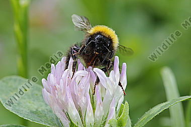Gartenhummel