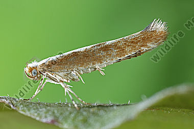 Knospenmotte Argyresthia semitestacella