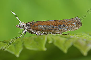 Ypsolophidae Ypsolopha parenthesella