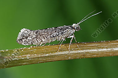Ypsolophidae Ypsolopha vittella