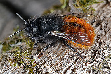 Gehörnte Mauerbiene