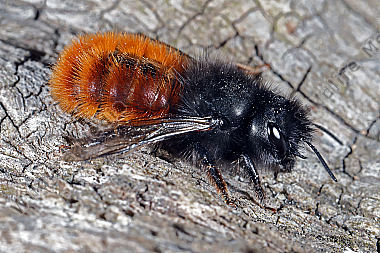 Gehörnte Mauerbiene