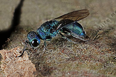 Blaue Goldwespe