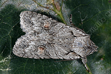 Hellgraue Holzeule