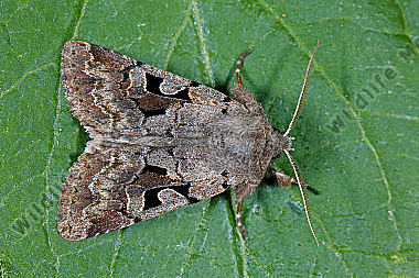 Gothica Kätzcheneule