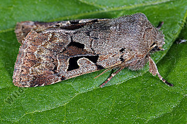 Gothica Kätzcheneule
