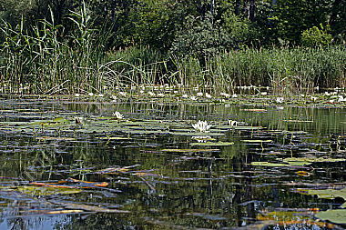 Altarm Donauauen