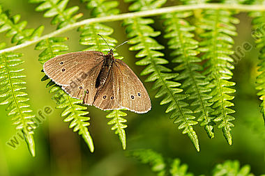 Brauner Waldvogel