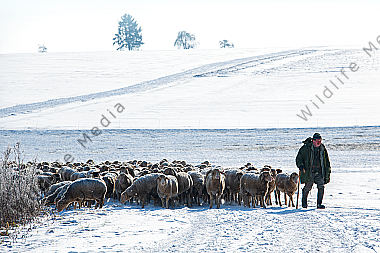 Schafherde im Winter