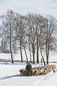 Schafherde im Winter
