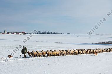 Schafherde im Winter