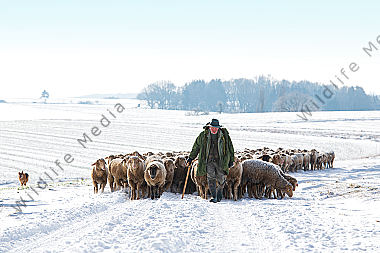 Schafherde im Winter