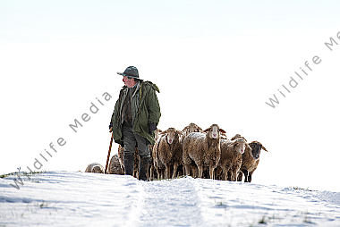 Schafherde im Winter