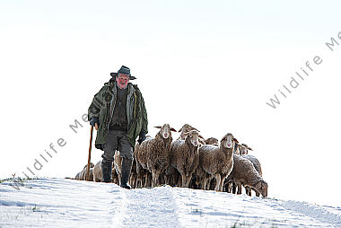 Schafherde im Winter