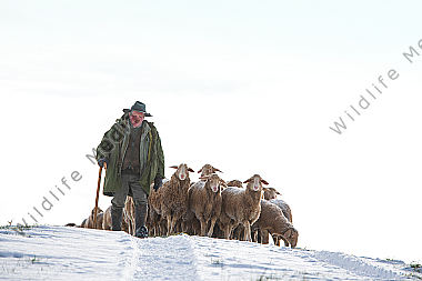 Schafherde im Winter