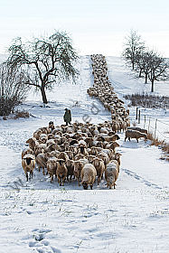 Schafherde im Winter