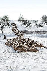 Schafherde im Winter