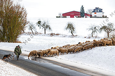 Schafherde im Winter
