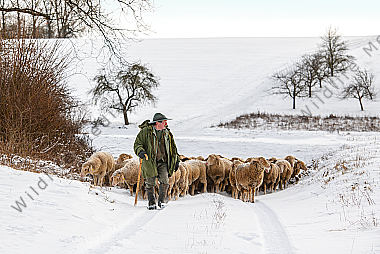 Schafherde im Winter
