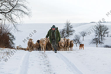 Schafherde im Winter