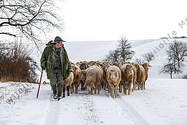 Schafherde im Winter