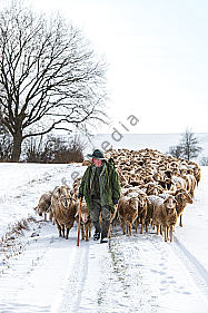 Schafherde im Winter