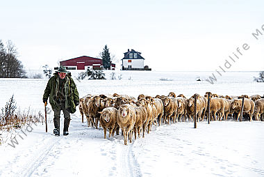 Schafherde im Winter
