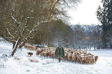 Schafherde im Winter