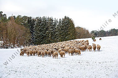 Schafherde im Winter