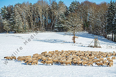 Schafherde im Winter