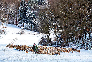 Schafherde im Winter