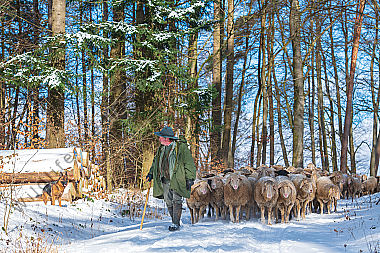 Schafherde im Winter