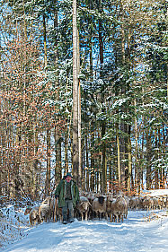Schafherde im Winter