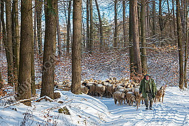 Schafherde im Winter
