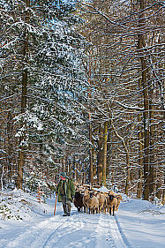 Schafherde im Winter