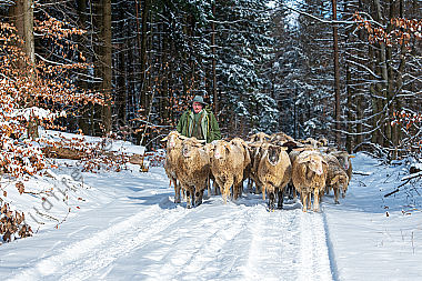 Schafherde im Winter