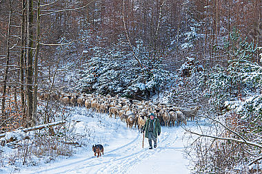 Schafherde im Winter
