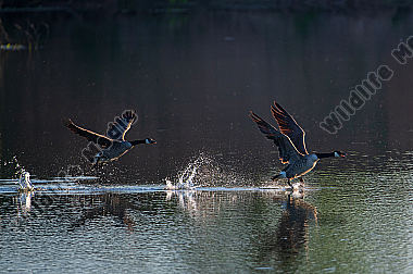 Kanadagänse im Abflug