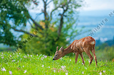 Rehbock im Herbst