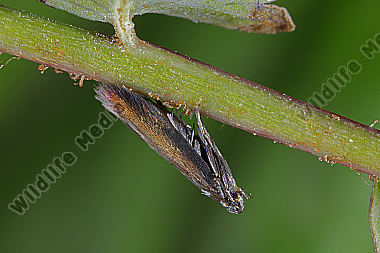 Wiesenknopf-Schopfstirnfalter