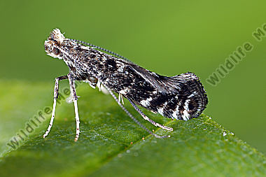Kleinschmetterling Parornix tenella sp